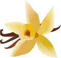 Vanilla flower with dry three sticks Royalty Free Stock Photo